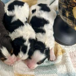 Banjo - Tri-color male Bernedoodle puppy in Moulton, Iowa from Shondel Puppy Paws