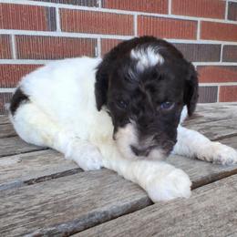 Reese - Brown and white male Bernedoodle puppy in Arabi, Georgia from Huckadoodle Farm