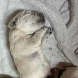 Scar - Light golden male Golden Retriever puppy in Colorado Springs, Colorado from Sharp Guardians and Goldens