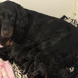 Gordon Setter Puppies from The Duke of Gordon