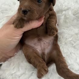Woody ( akc) - Red  male Poodle puppy in Fredericktown, Missouri from Doodle Pups Fur-Ever