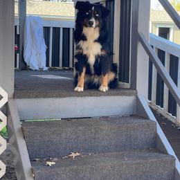 Australian Shepherd puppies from Outback Mini Aussies