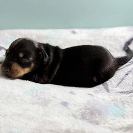 Buzz - Black and tan male Dachshund puppy in Live Oak, Florida from Johnson’s Weiner Farm
