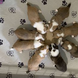 Cardigan Welsh Corgi Puppies from Penfro Corgis