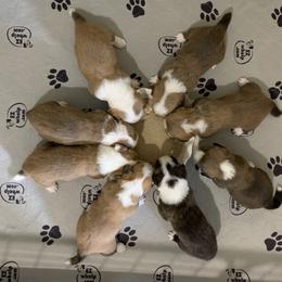 Cardigan Welsh Corgi Puppies from Penfro Corgis