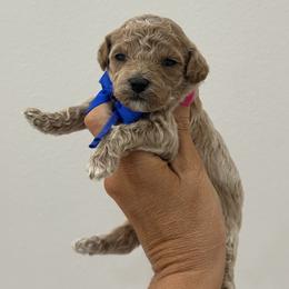 Blue boy - Cream male Poodle puppy in Waskom, Texas from Pearls & Curls doodles & poodles