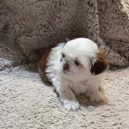 Cubby - Liver and white male Shih Tzu puppy in Parma, Idaho from SuLynnes Shih Tzus