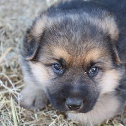 German Shepherd Puppies from Lost Creek German Shepherds LLC