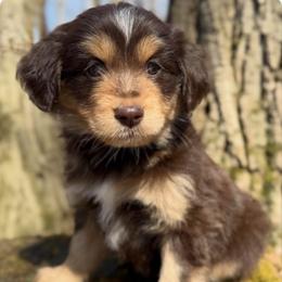 Breezy (Female 1) - Red tri-color female Aussiedoodle puppy in South Central, Pennsylvania from Windy Hills Mini Aussies & Doodles