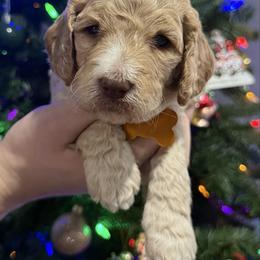 Noel - Yellow Collar - Cream female Goldendoodle puppy in Howard City, Michigan from Doodles and Chaos