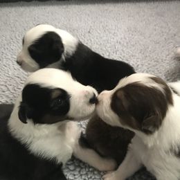 Australian Shepherd Puppies from Camas Creek Australian Shepherds