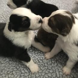 Australian Shepherd Puppies from Camas Creek Australian Shepherds
