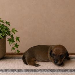 Trudy - Red female Dachshund puppy in Richmond, Virginia from Paw Prints