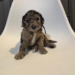 Magnolia - Merle female Saint Berdoodle puppy in Garland, Texas from Brewer's Doodles and French Bulldogs