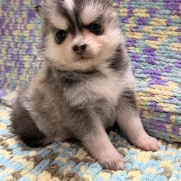 Aspen - Tri-color female Pomsky puppy in Aberdeen, Idaho from Willow Creek Cresteds