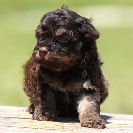 Litter Boy 4 - Brown male Lagotto Romagnolo puppy in Seymour, Missouri from Terra Incognita