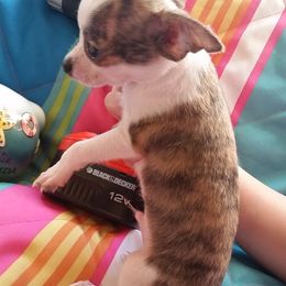 Chihuahua Puppies from Jersey’s Tiny Tails Chihuahuas