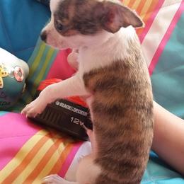 Chihuahua Puppies from Jersey’s Tiny Tails Chihuahuas