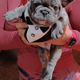 French Bulldog Puppies from Michigan fresh Coast Frenchies