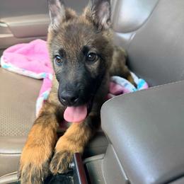 Thor vom fullhaus - Sable male German Shepherd puppy in Johnson City, Tennessee from Vom Fullhaus German Shepherds
