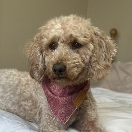Goldendoodles and Poodles from Wischmeier’s Doodles
