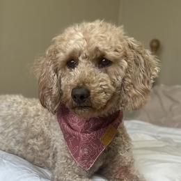 Goldendoodles and Poodles from Wischmeier’s Doodles