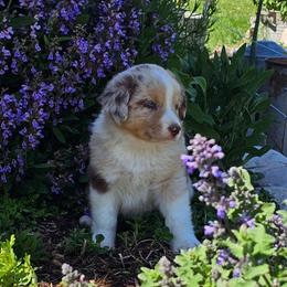 Legolas - Red merle male Australian Shepherd puppy in Powell, Wyoming from Waterworth Australian Shepherds