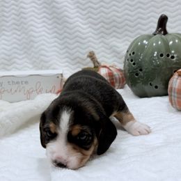 Pocket Beagle Kami - Black white and tan female Beagle puppy in Gentry, Arkansas from HC Puppy Ranch