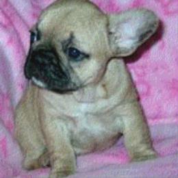 French Bulldog Puppies from Pettybulls
