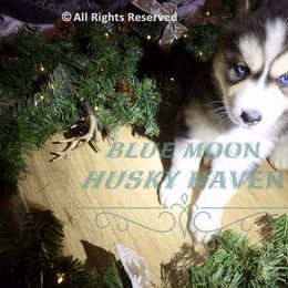 Siberian Husky Puppies from Blue Moon Siberian Husky Haven