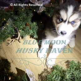 Siberian Husky Puppies from Blue Moon Siberian Husky Haven