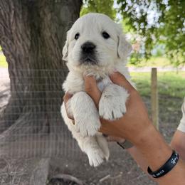 Male pick 2 - Light golden male Golden Retriever puppy in Colville, Washington from Columbia Ridge Goldens