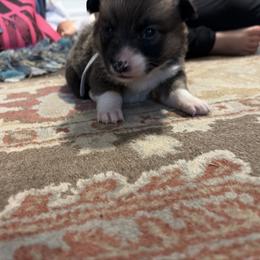 American Corgi Puppies from Highland corgis