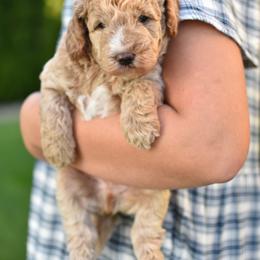 Rory - Apricot male Goldendoodle puppy in Berlin, Ohio from Doodle Babys