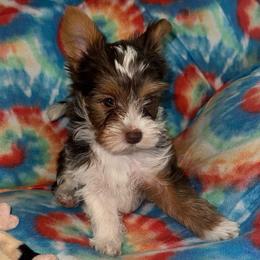 Abby - Parti female Yorkshire Terrier puppy in Dexter City, Ohio from Harriman's Yorkshire Terriers