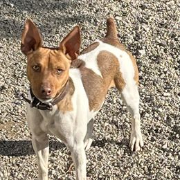 Ike - Rat Terrier