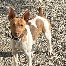 Ike - Rat Terrier