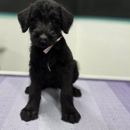 Tortellini - Black female Giant Schnauzer puppy in Parker, Colorado from Pawsh K9’s