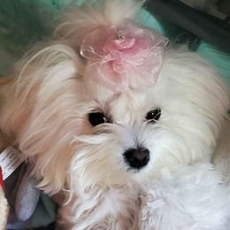 Kiki - Maltese