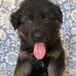 Root Beer - Black and red male German Shepherd puppy in Coplay, Pennsylvania from By My Side Germans Shepherds & Dobermans