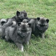 "First Litter (2023)" Keeshond Puppies from Kozy Keeshonden