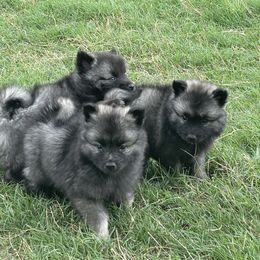 "First Litter (2023)" Keeshond Puppies from Kozy Keeshonden