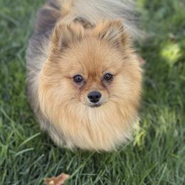 Symphony - Pomeranian