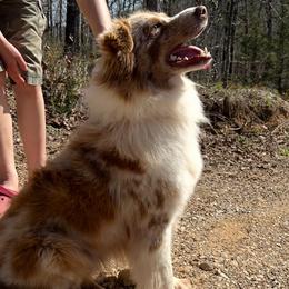 Mav - Australian Shepherd