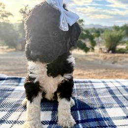 Persephone - Parti female Poodle puppy in Meadowbrook, California from Standard Poodle Pups