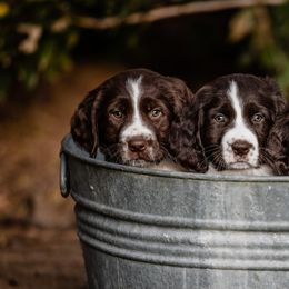 Drentsche Patrijshond and Spinone Italiano Puppies from Two Gun Kennels