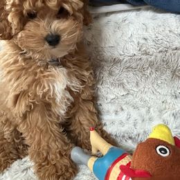 Cavapoo and Poodle Puppies from Klaus Poodles