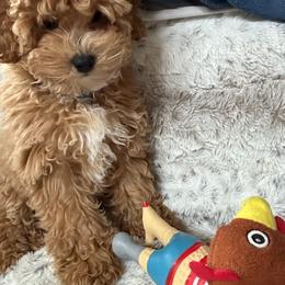 Cavapoo and Poodle Puppies from Klaus Poodles
