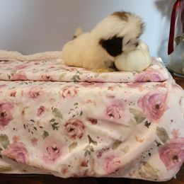 Mariella - Red and white female Shih Tzu puppy in Cartersville, Georgia from 100 Acre Woods Shih Tzu Plantation