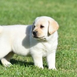 Labrador Retriever Puppies from Startop Labradors